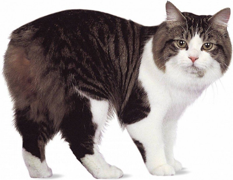 Мэнкс (Мэнская кошка)