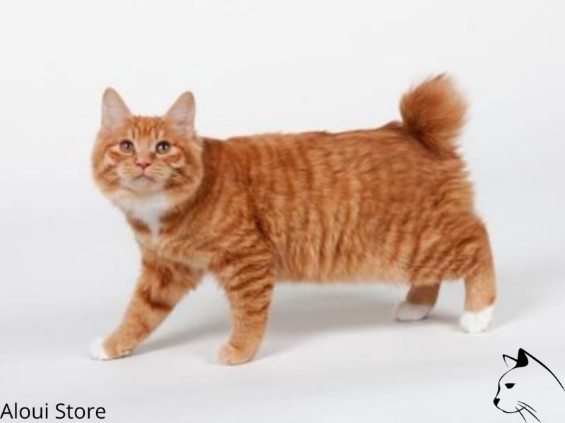 Коты Курильский бобтейл