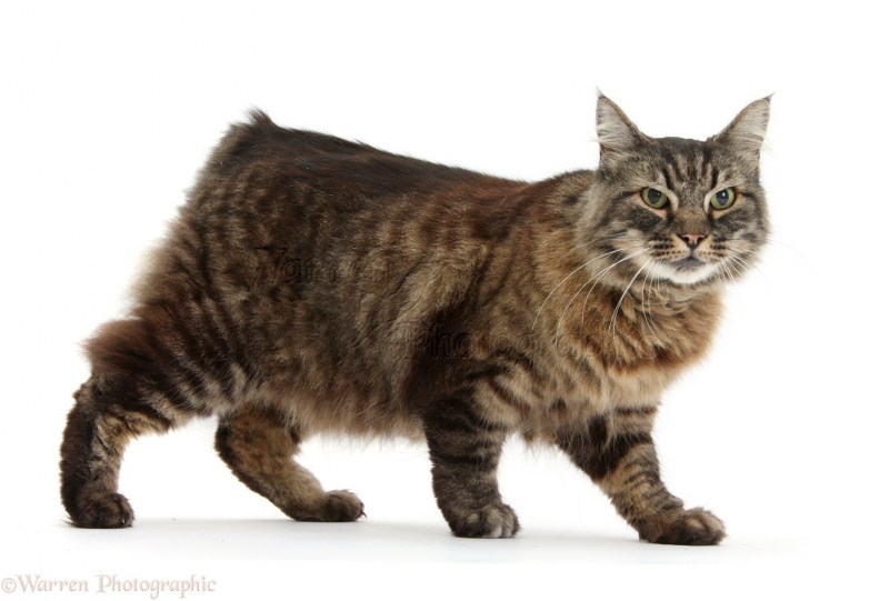 Коты породы Кимрик