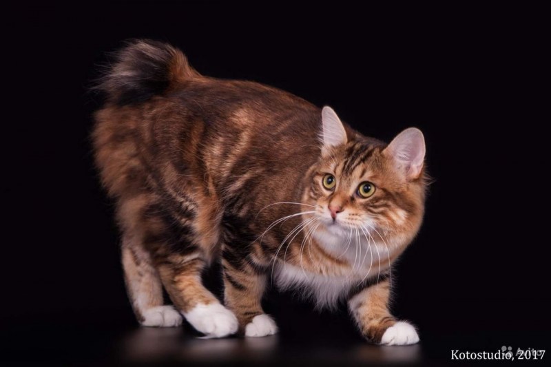Коты Курильский бобтейл