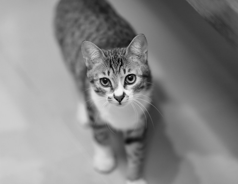 Серые коты