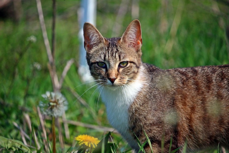 Felis Silvestris catus