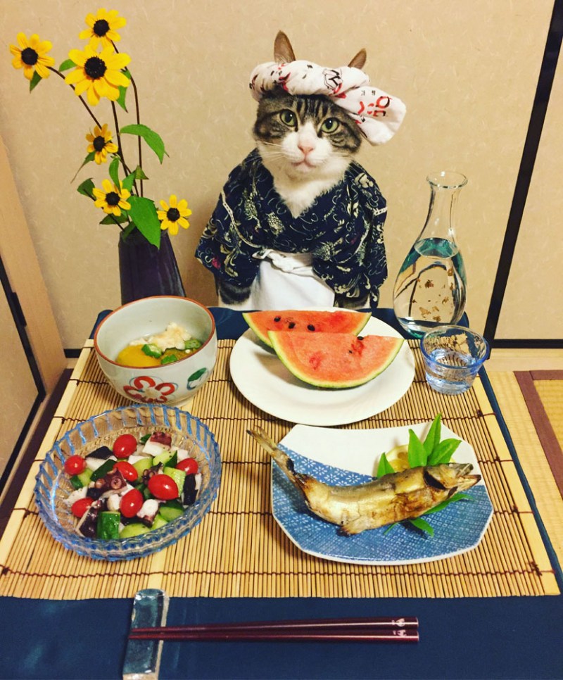 Коты повары