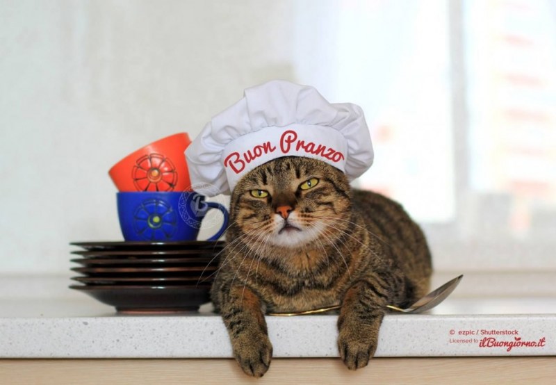 Кот повар
