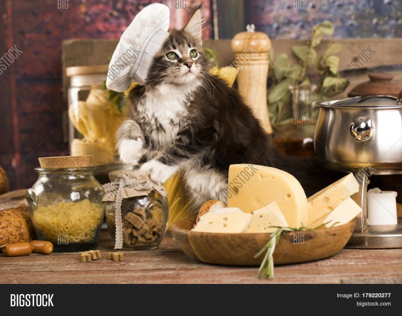 Кошка повар с кухней