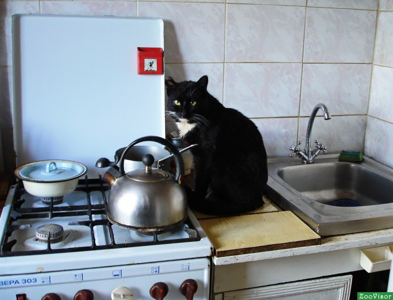 Кот готовит