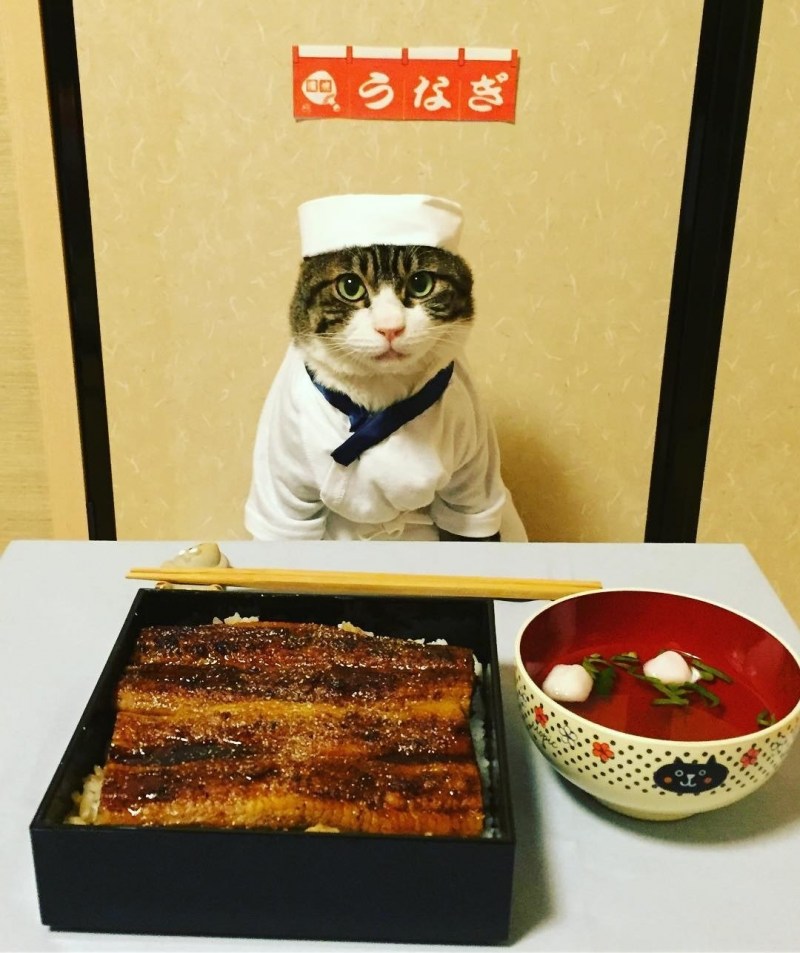 Котенок повар