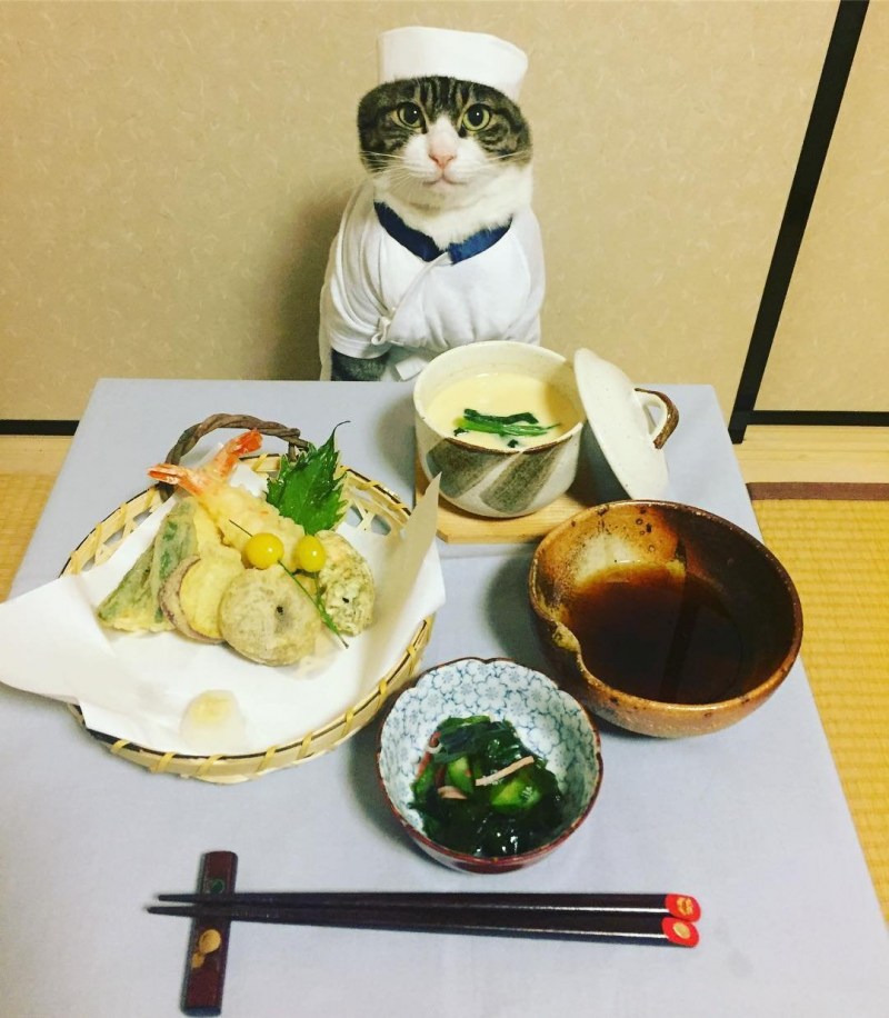 Кошка повар