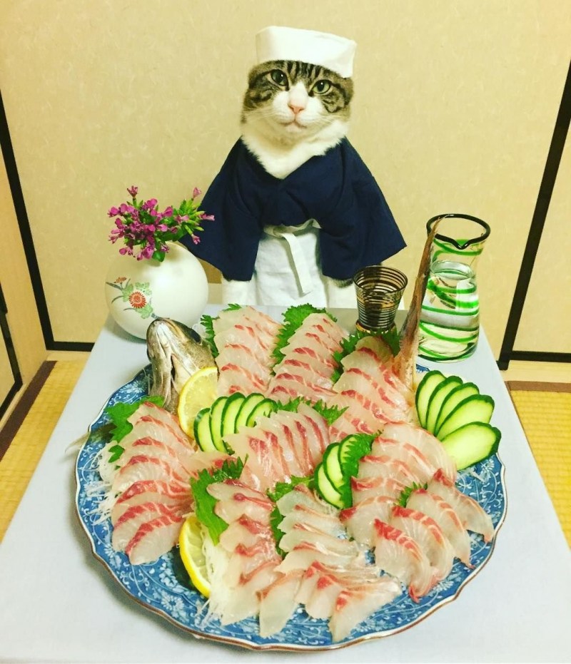 Смешные коты повара
