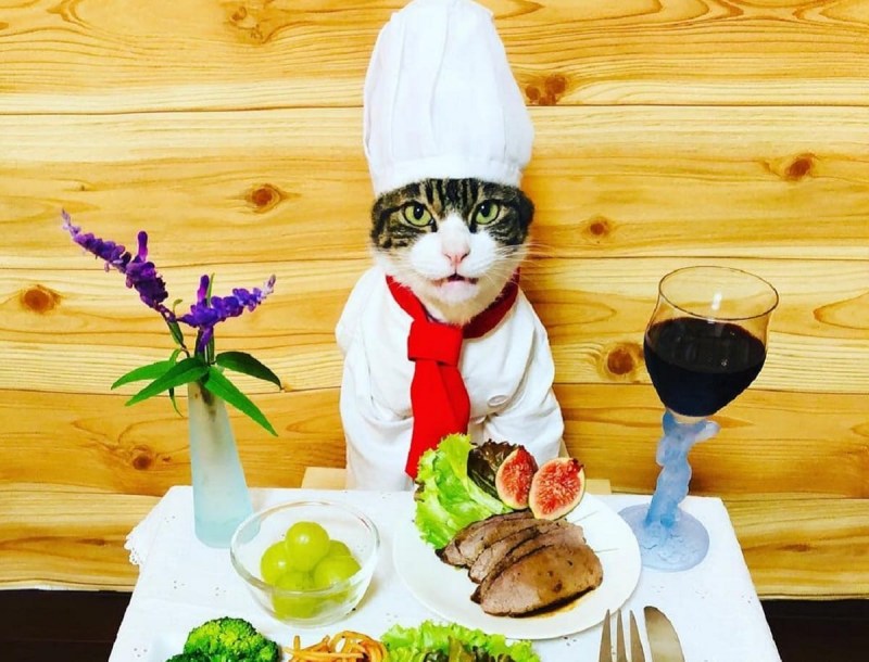 Кот повар фильм