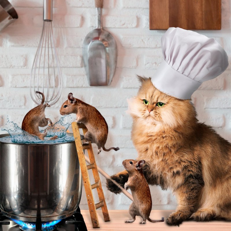 Кот шеф повар