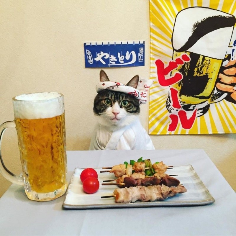 Кот шеф повар