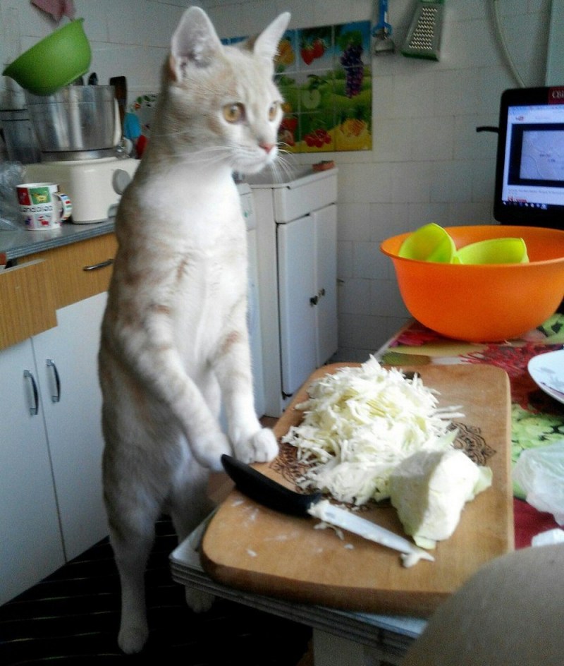 Кот на кухне