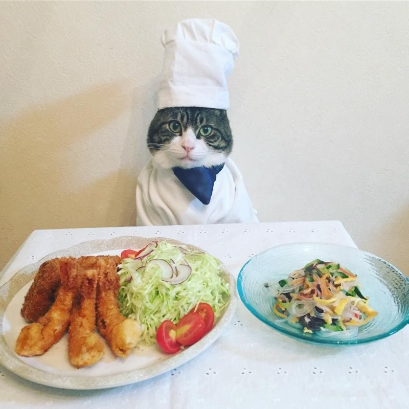 Смешной кот повар