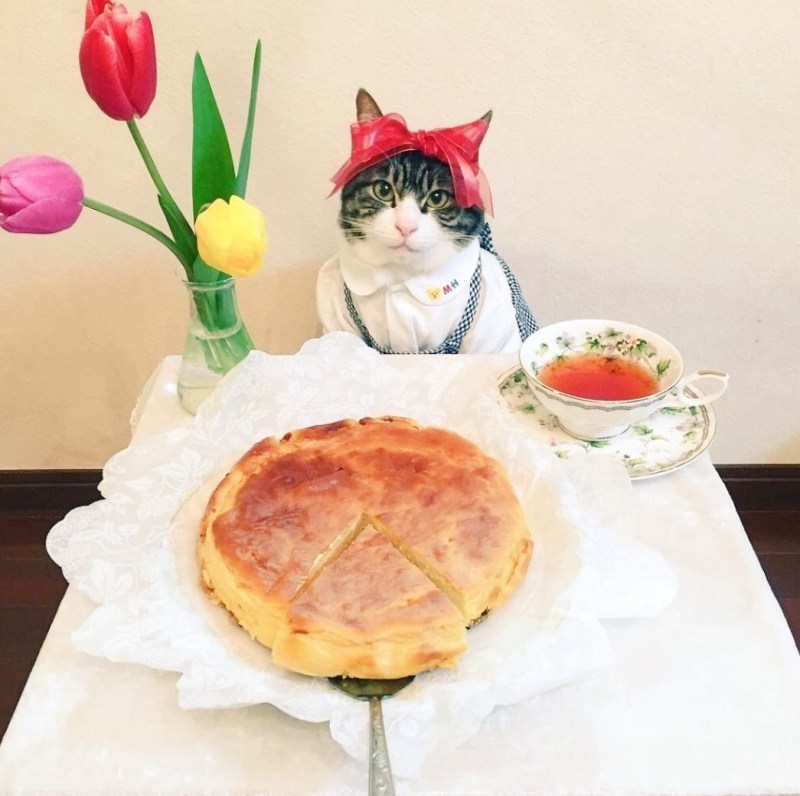 Коты Гурманы