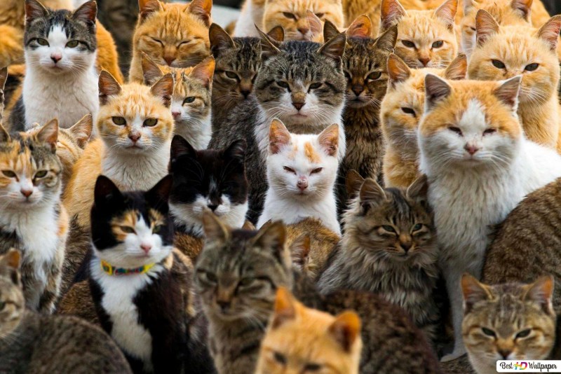 Много разных кошек