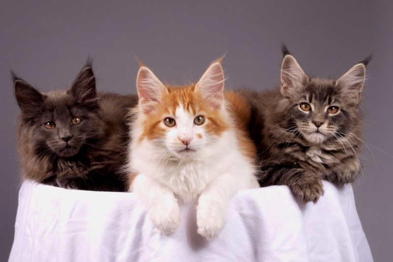 Кошка Мейн кун с котятами