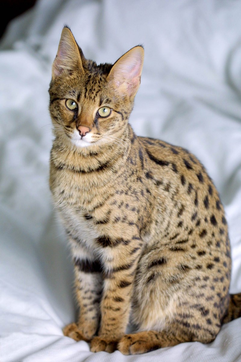 Египетская МАУ кошка