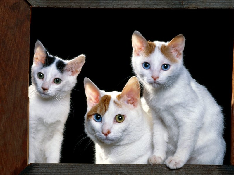 Разные кошки