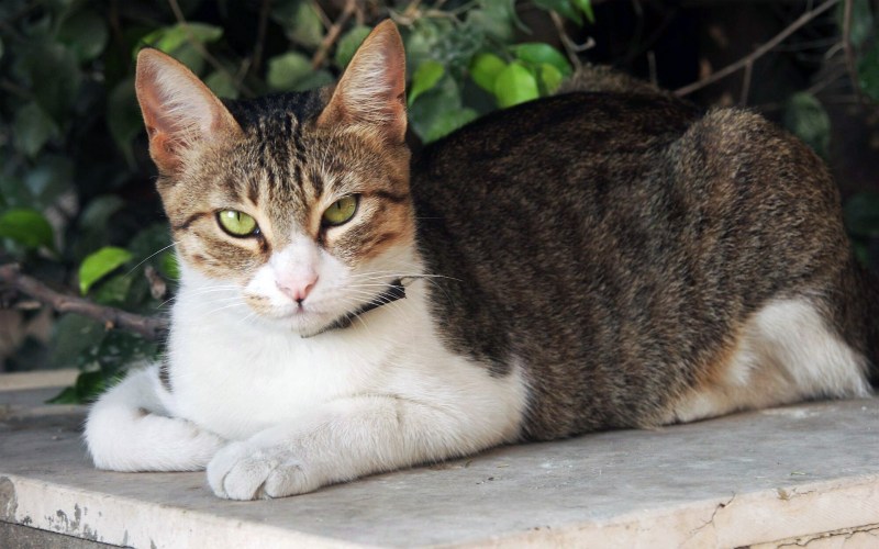 Коты разных пород