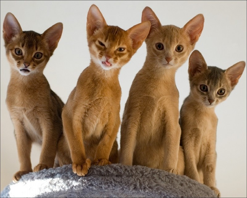 Абиссинская кошка рыжая