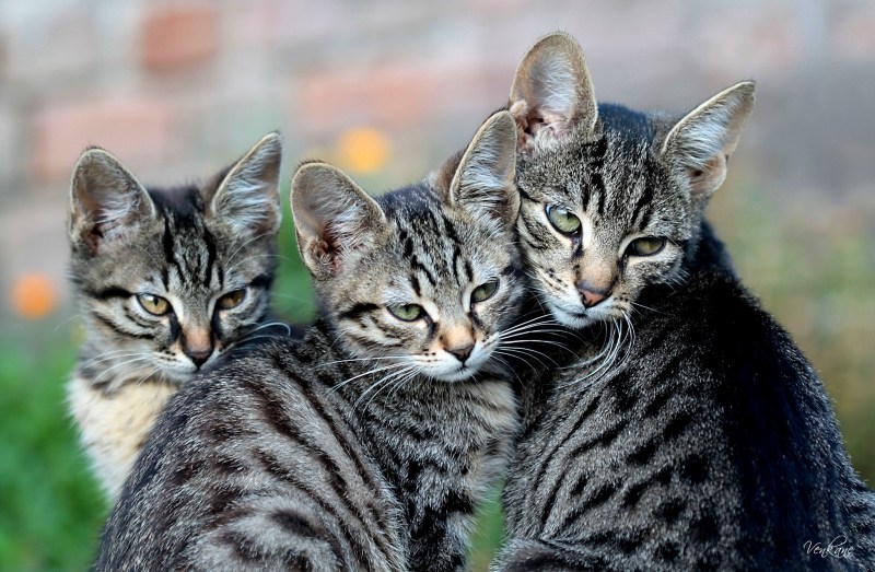 Красивые кошки