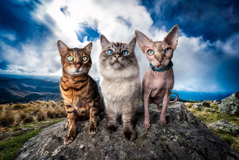 Сфинкс и Бенгальская кошка