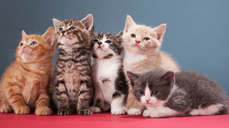 Котята разных пород