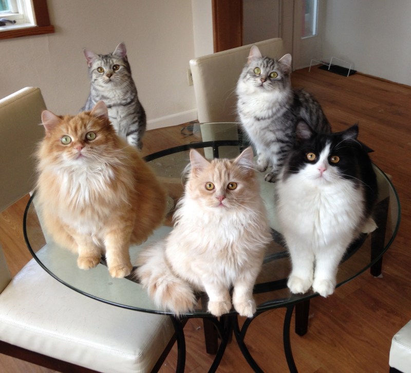 Разные коты
