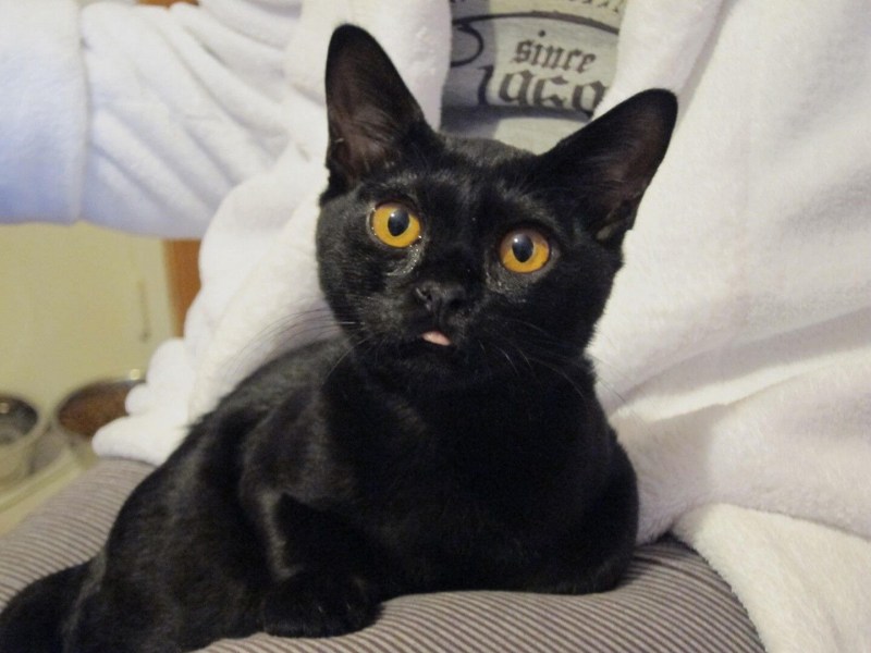 Бомбейская кошка