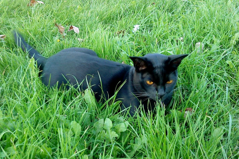Бомбейская черная кошка