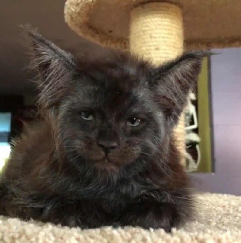 Мейнкун кот с человеческим лицом