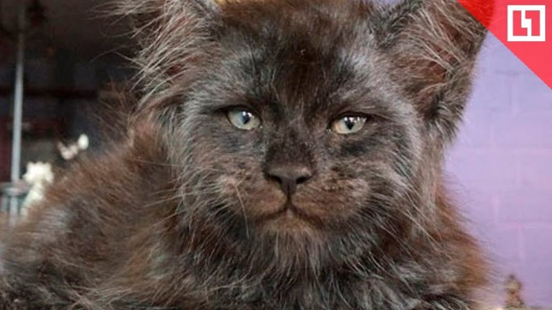 Кошка Мейн кун Валькирия