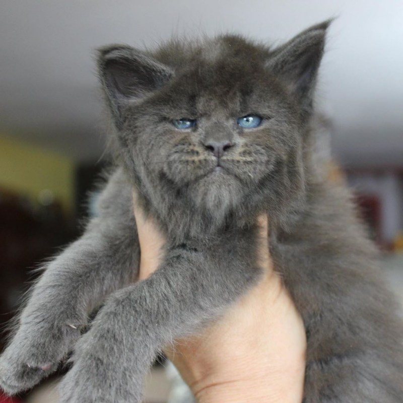 Котенок Мейн кун Валькирия