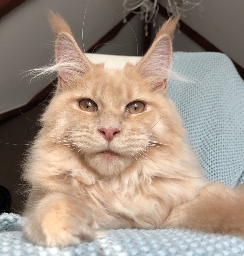 Котенок Мейн кун Валькирия
