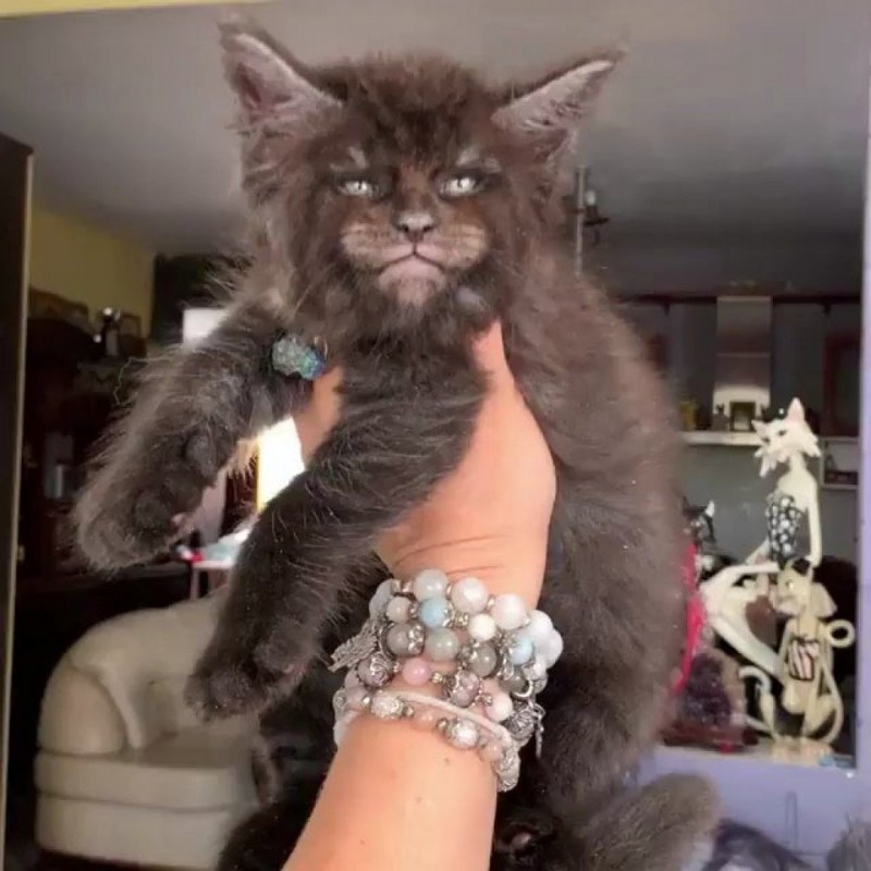 Кошка Мейн кун Валькирия