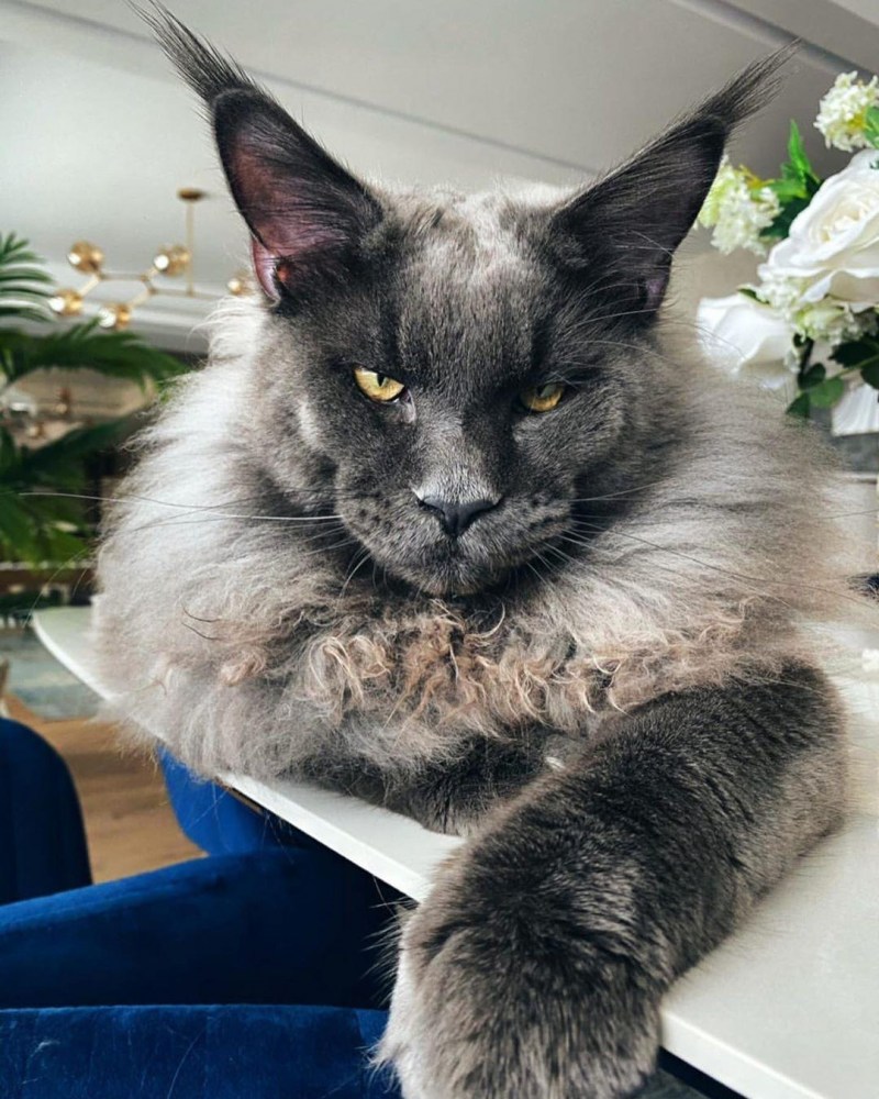 Кот Бегемот Мейн кун