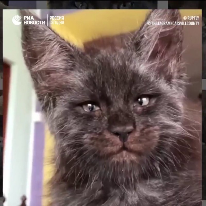 Кот с человеческим лицом