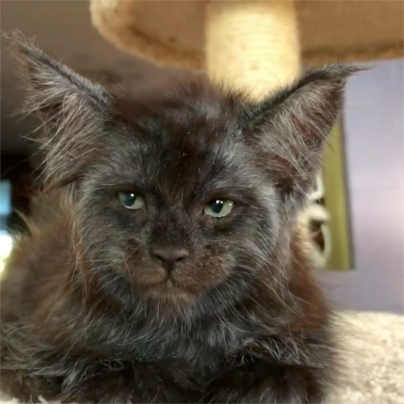 Кот с человеческим лицом
