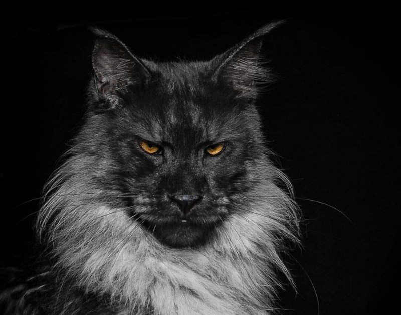 Кот Мейн кун с человеческим лицом
