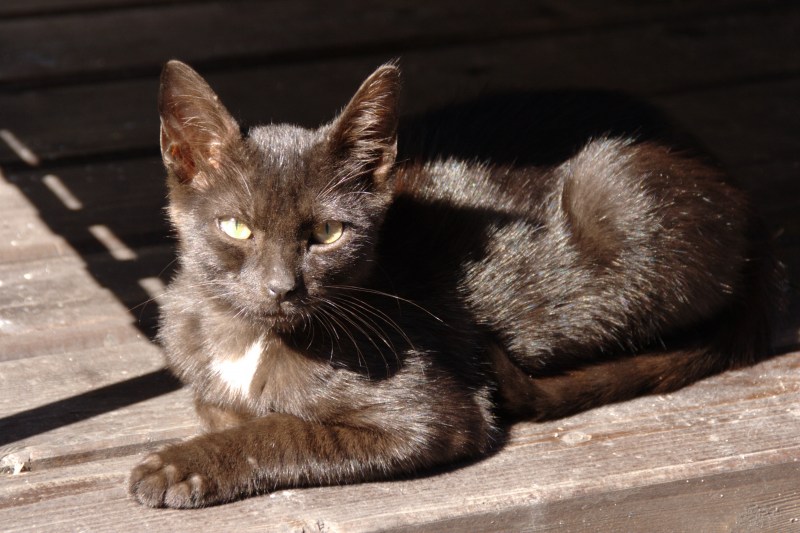 Кот коричнево белый уличный