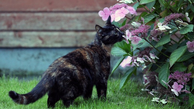 Кошка черепаховый окрас на природе