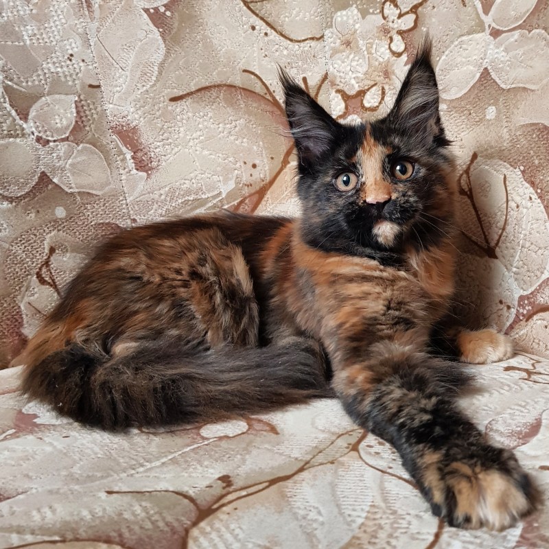 Красивые коты на даче