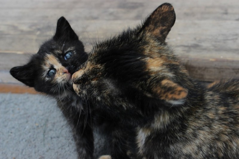 Чепрачный котенок