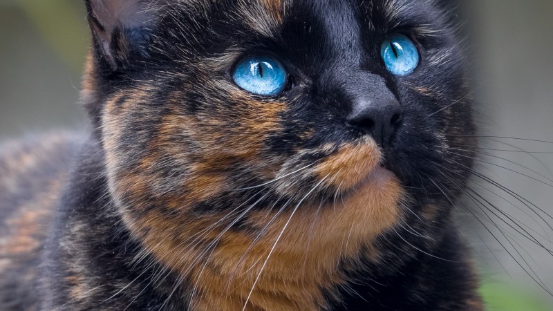 Окрасы кошек