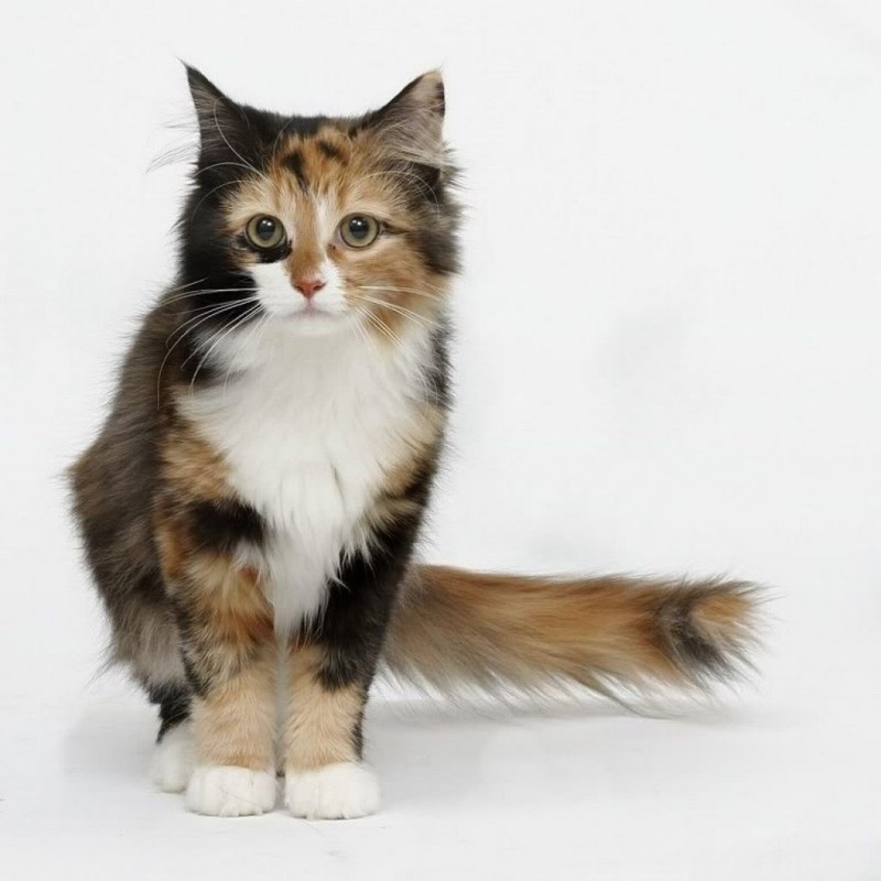 Черно коричневая кошка