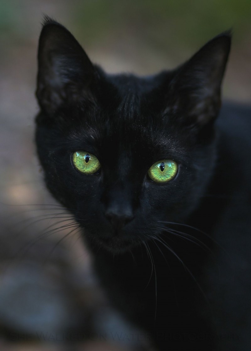 Породи чорних котів зеленими очима