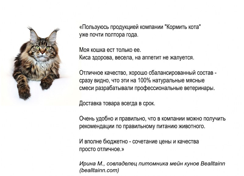 Сколько раз в день кормить кота Мейн куна