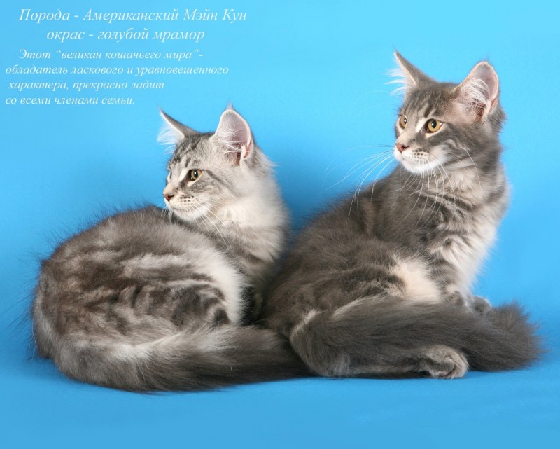 КУНОКАША для Мейн куна