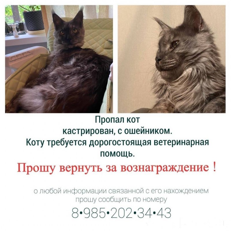 Мейн кун стандарты породы вес